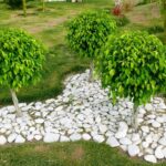 Giardino roccioso fai da te con piante selezionate e pietre disposte artisticamente.