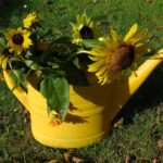 Girasoli in vaso fioriti, pronti per essere coltivati e farli crescere alti.
