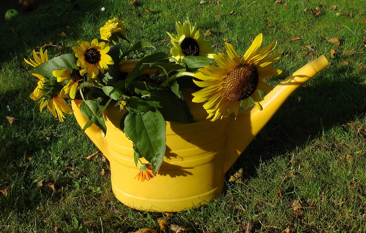 Girasoli in vaso fioriti, pronti per essere coltivati e farli crescere alti.