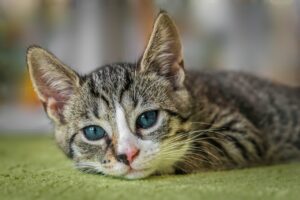 I 5 segnali che il tuo gatto sta male e devi portarlo dal veterinario
