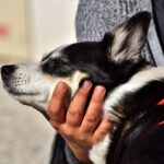 Cane sdraiato tranquillo, mostra segnali di calma con orecchie abbassate e sguardo sereno.