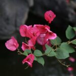 Bougainvillea fiorita con colori vivaci in un giardino soleggiato, simbolo di bellezza esplosiva.