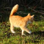 Gatto con la coda in movimento rapido, simbolo di emozioni e comunicazione felina.