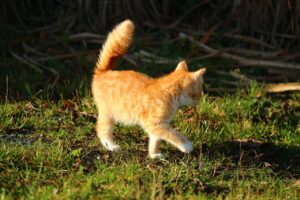 Gatto con la coda in movimento rapido, simbolo di emozioni e comunicazione felina.