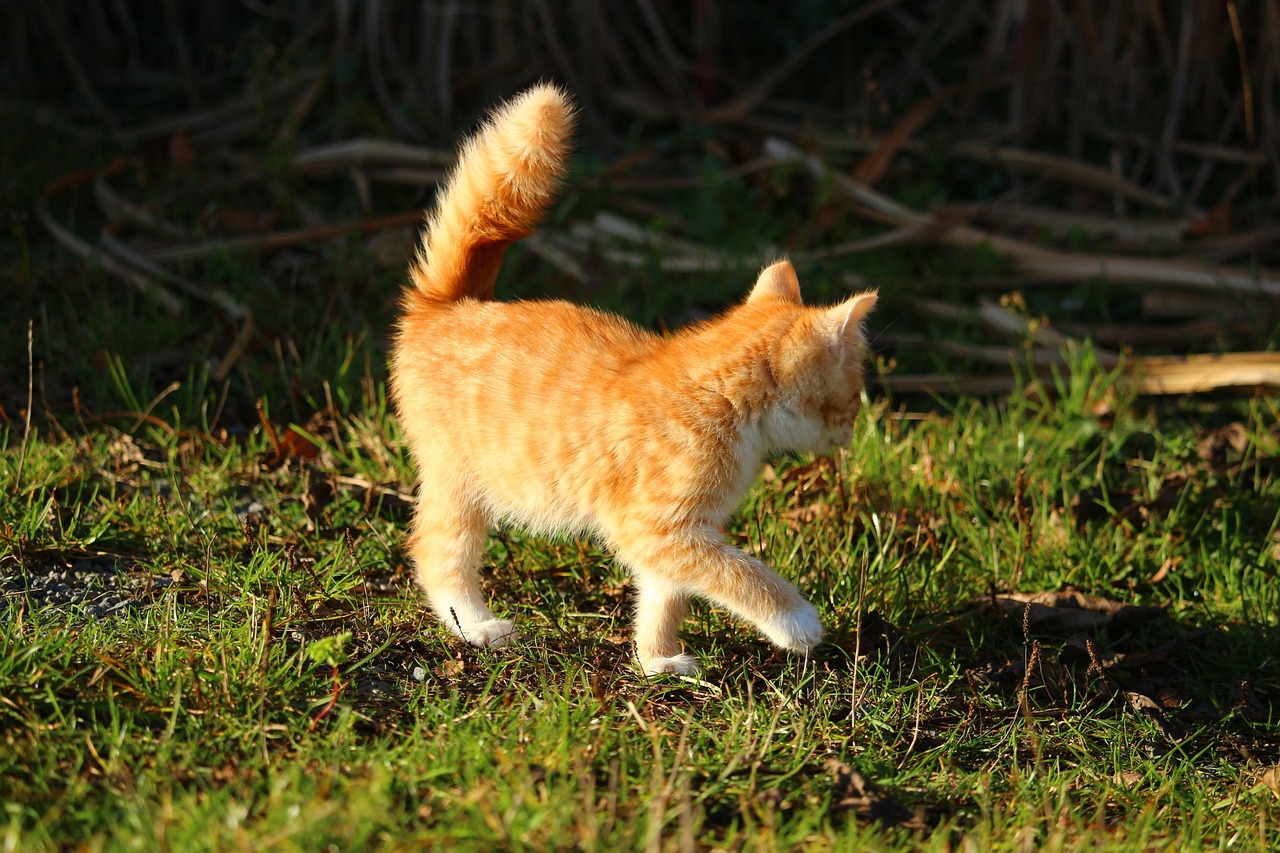 Gatto con la coda in movimento rapido, simbolo di emozioni e comunicazione felina.