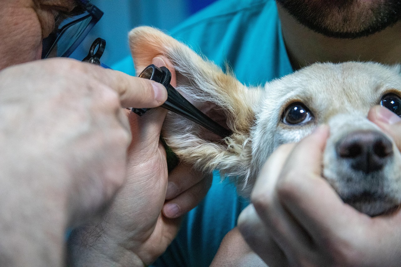 Cane durante una visita veterinaria, mentre il veterinario controlla la salute dell'animale.